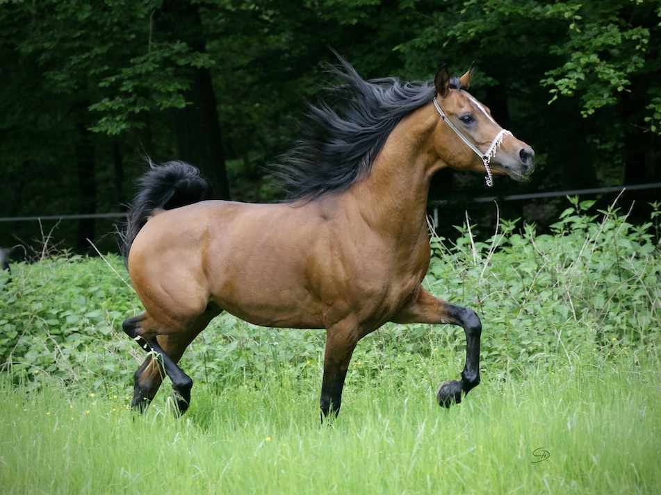 Aladin20.5.24_1U8A2812 Kopie