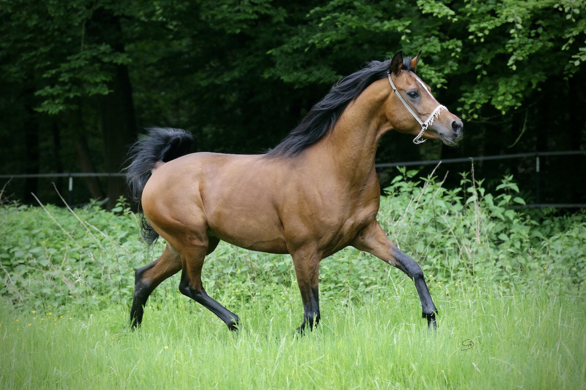 Aladin20.5.24_1U8A2813 Kopie
