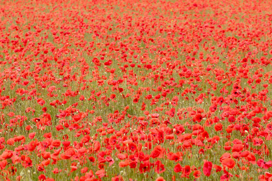 Mohn7.6.20_30385