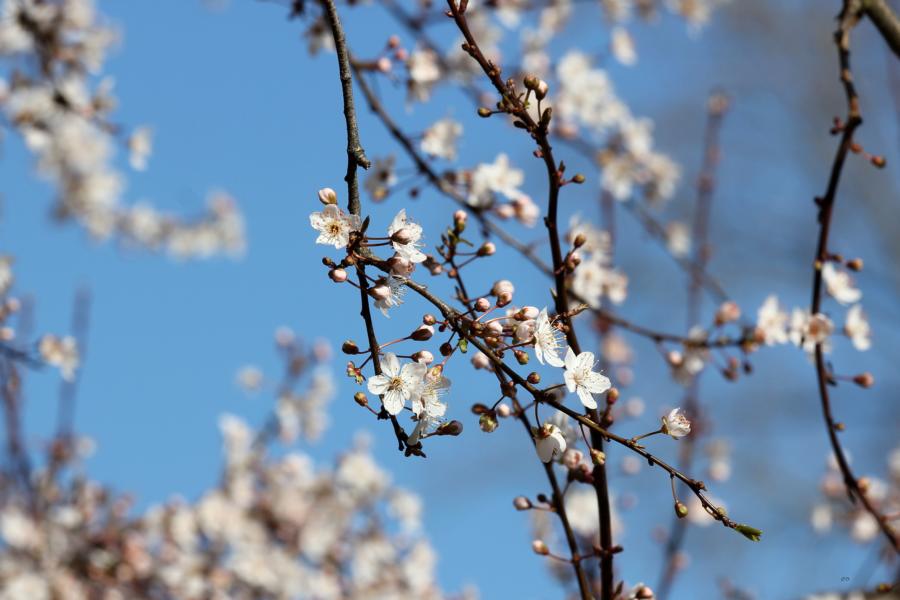 k800_blueten27.2.16_22352