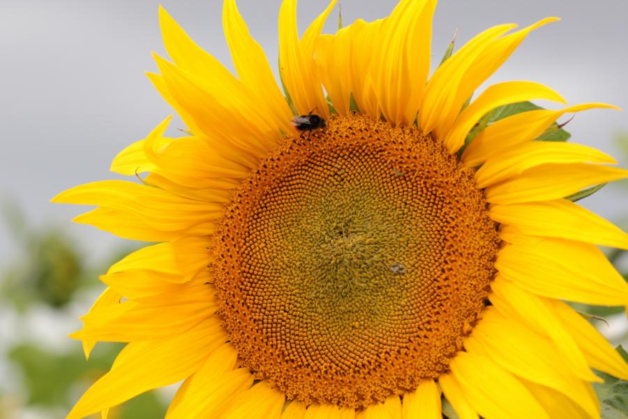 k800_sonnenblume17.7.16_23497