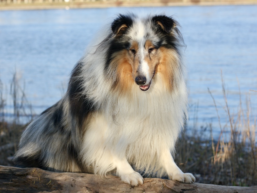 Mick15.12.25_8134 Kopie