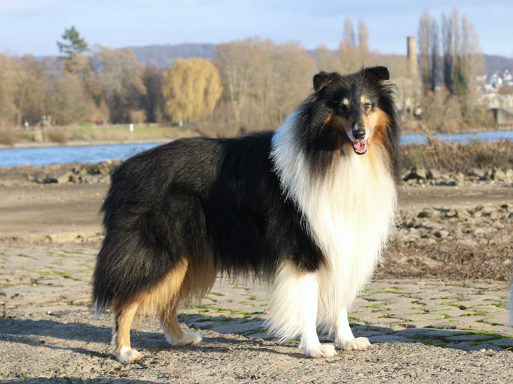 Ray15.12.25_8110 Kopie