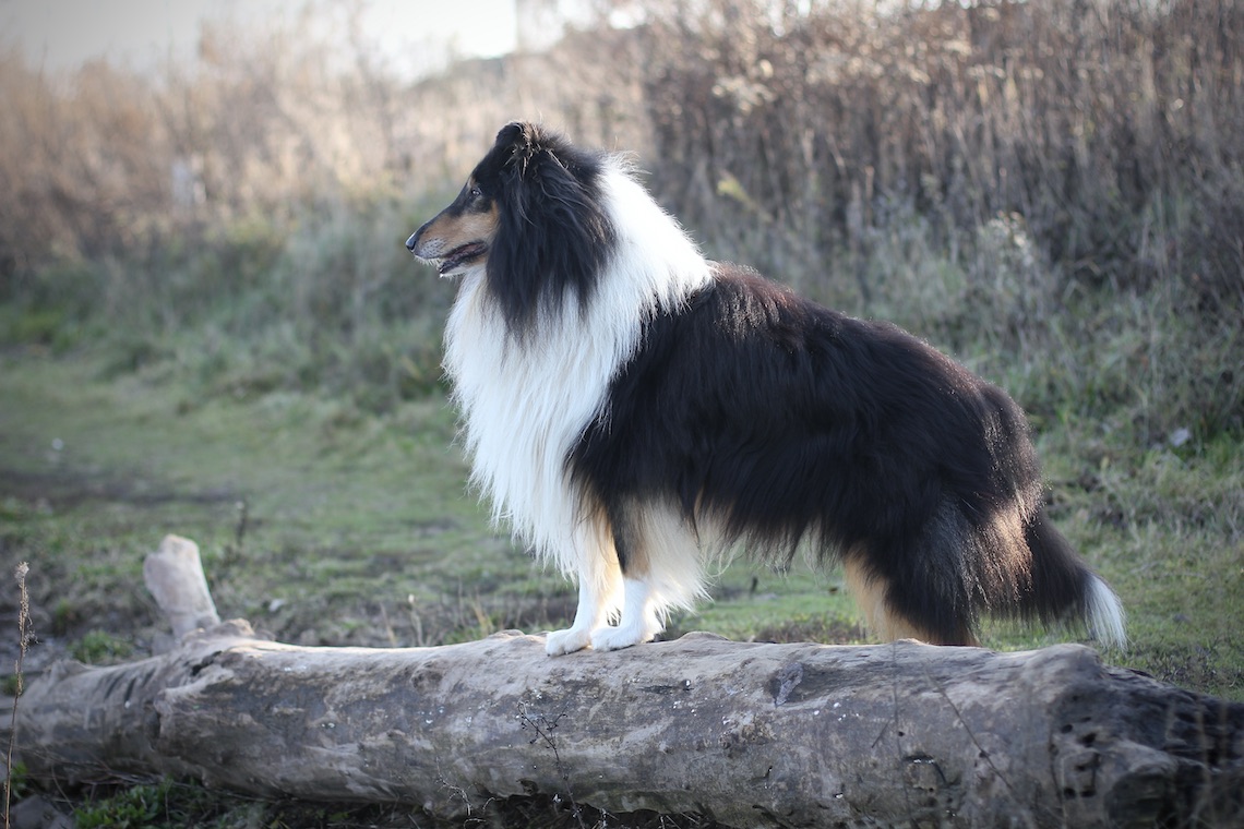 Ray15.12.25_8128 Kopie