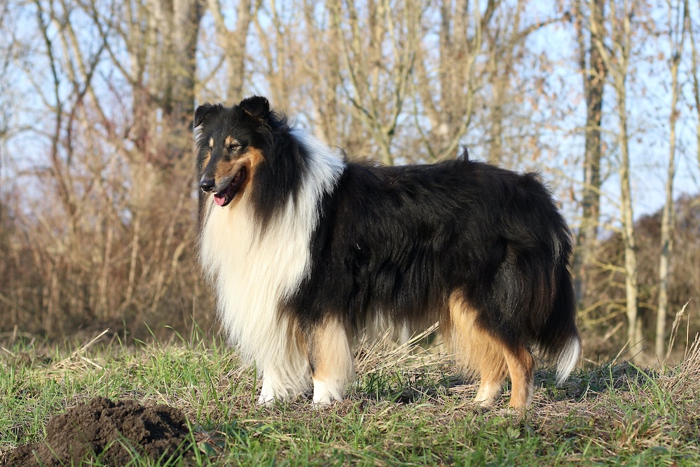 Ray15.12.25_8149 Kopie