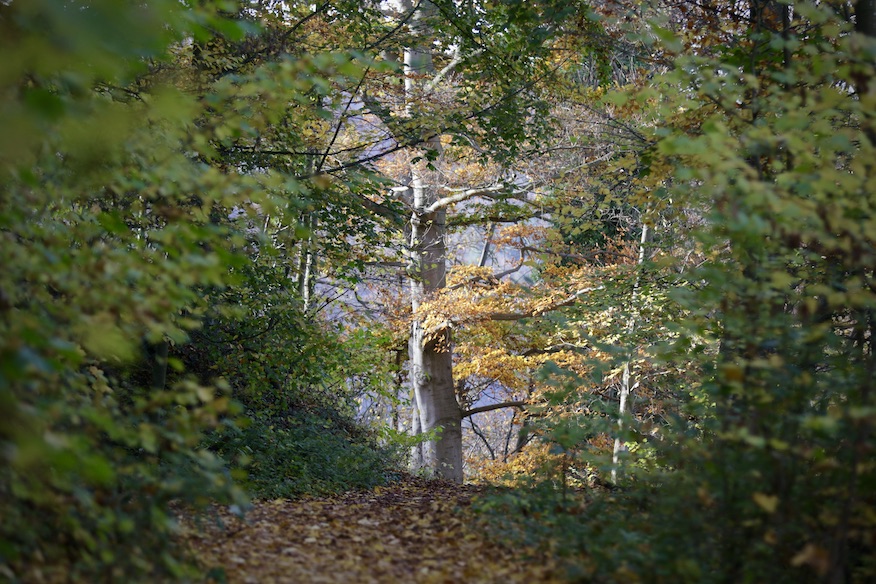 Laacher See 5.11.25_1U8A9012 Kopie