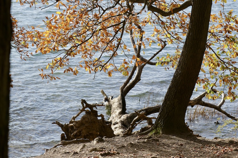 Laacher See5.11.25_1U8A8971 Kopie