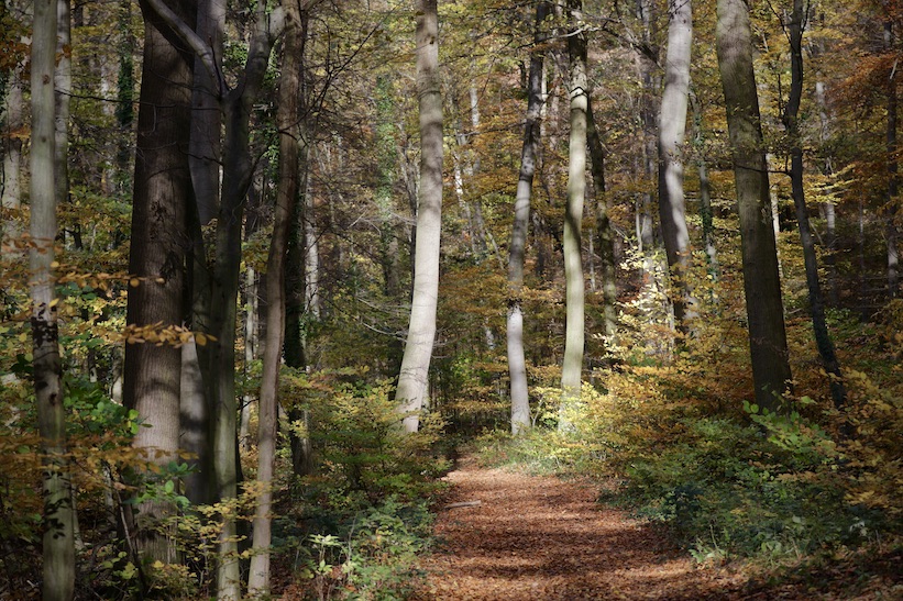 Laacher See5.11.25_1U8A9008 Kopie