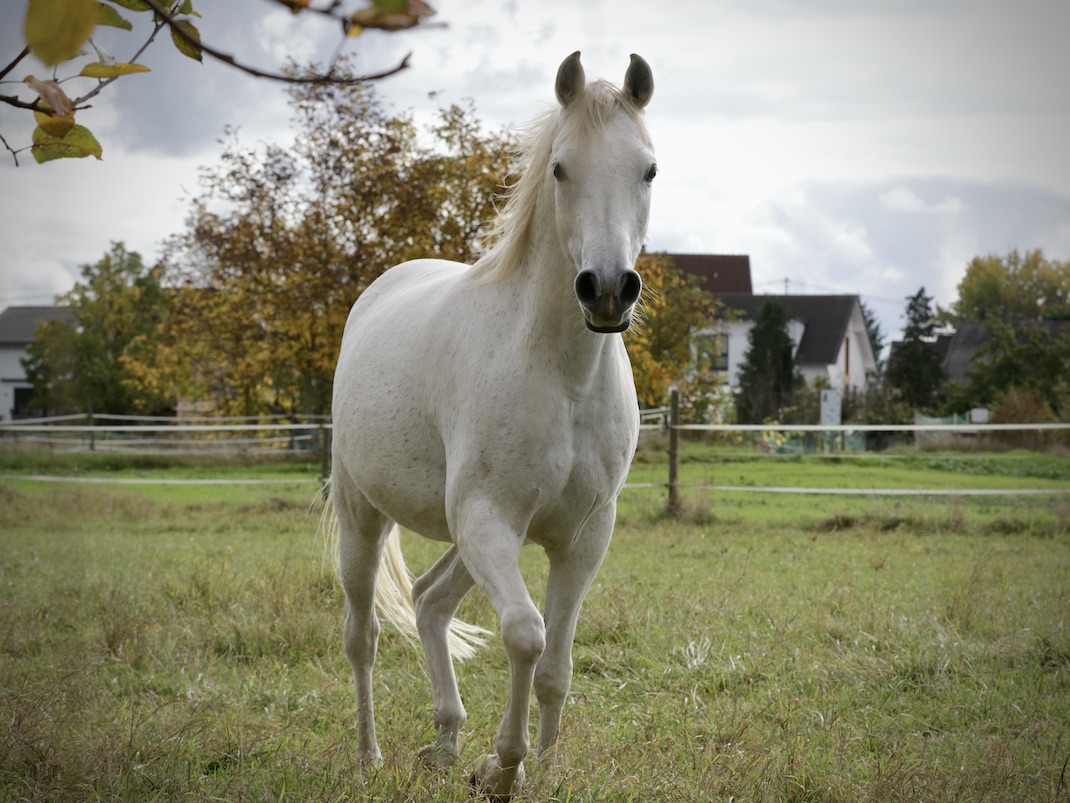 Manni18.10.25_1U8A7981 Kopie