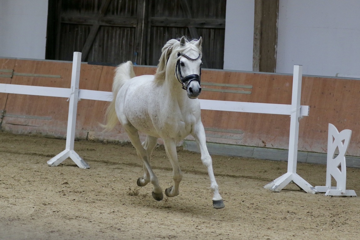 Moushah25.10.25_1U8A8511 Kopie