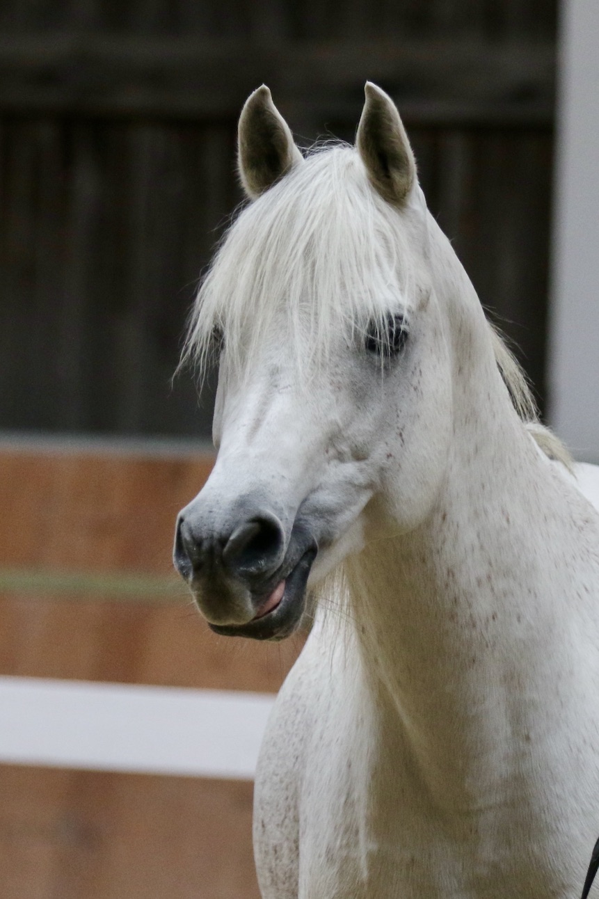 Moushah25.10.25_1U8A8522 Kopie