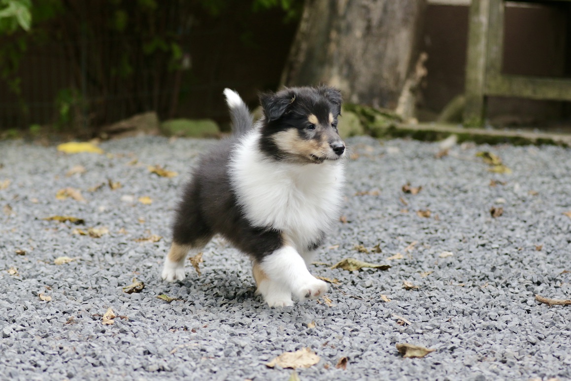 N-Wurf 19.10.25_1U8A8249 Kopie