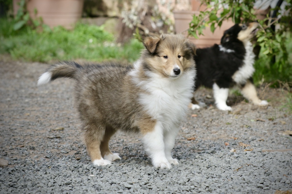 N-Wurf 19.10.25_1U8A8278 Kopie