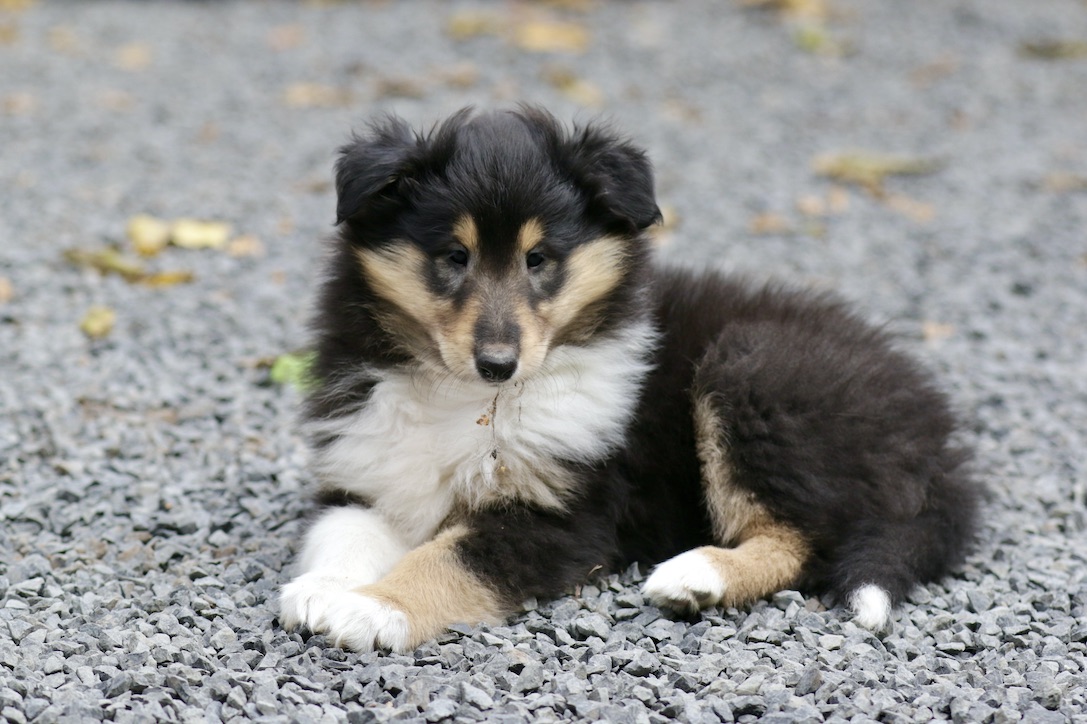 N-Wurf 19.10.25_1U8A8385 Kopie