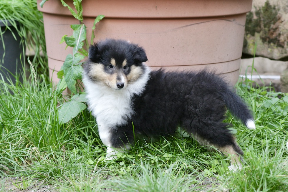 N-Wurf19.10.25_1U8A8374 Kopie