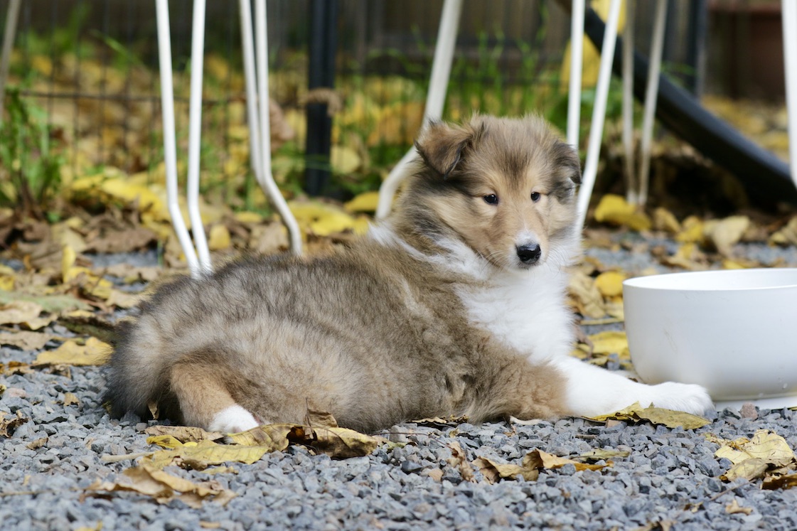 N-Wurf19.10.25_1U8A8381 Kopie