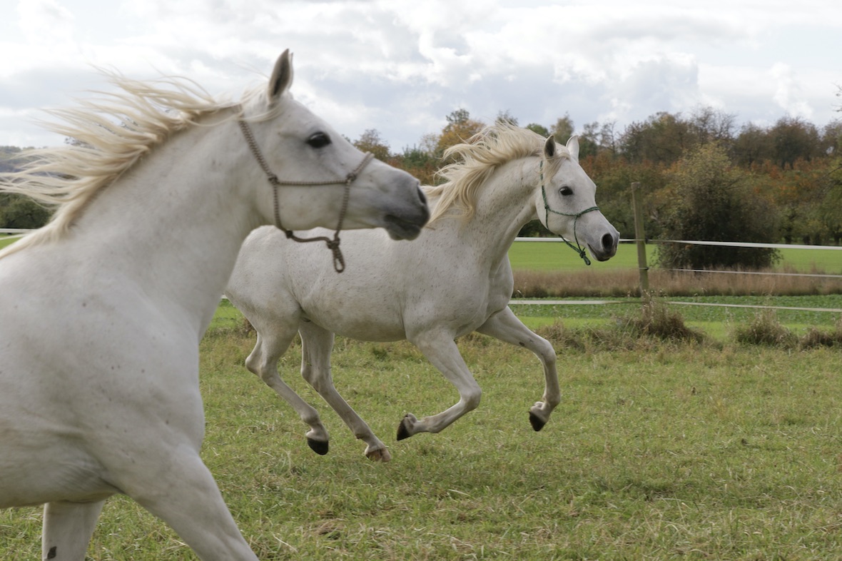 SaraManni18.10.25_1U8A7957 Kopie